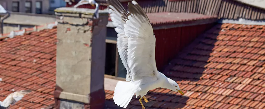 Residential Chimney Animal Removal Solution in Texarkana, AR