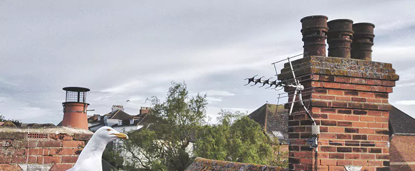 Chimney Cleaning And Restoration in Texarkana, Arkansas
